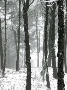 第十三月陈念安楚泪阅读