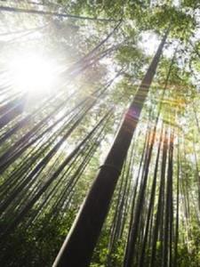 子夜白月光后续+番外