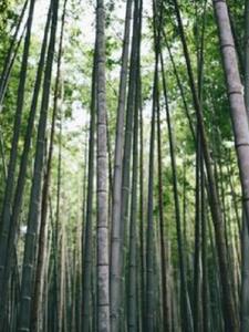 无根之村后续+番外